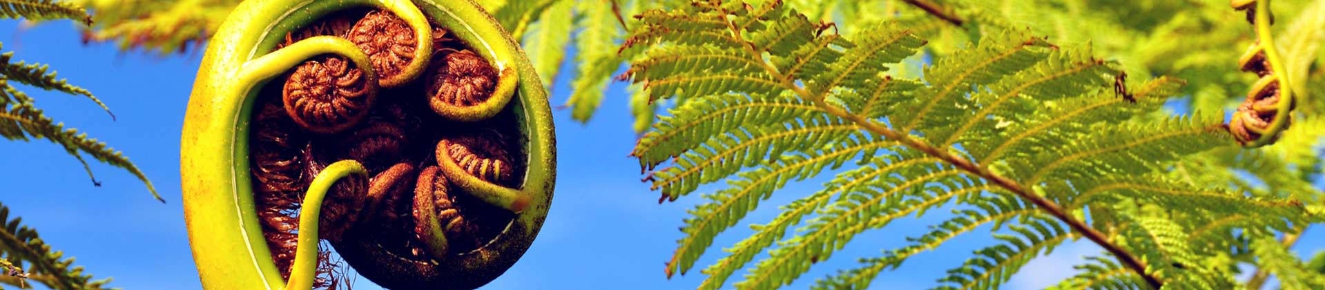 Fern frond